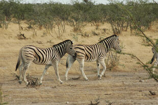 Zebras in einem der Nationalparks