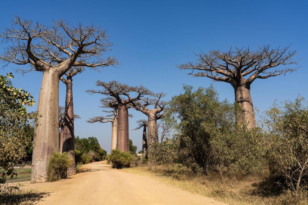 Baobab Allee
