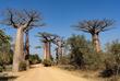 Baobab Allee