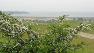 Blick auf Dorf mit Blueten