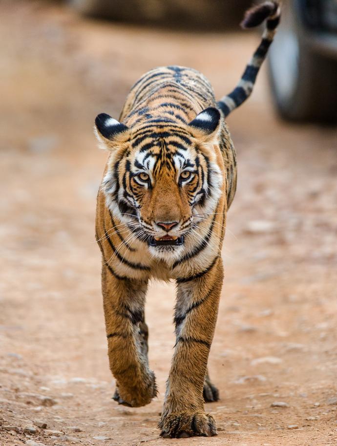 Bengalischer Tiger im Nationalpark Ranthambore