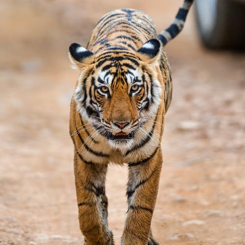 Bengalischer Tiger im Nationalpark Ranthambore
