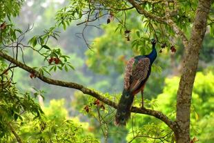 Pfau im Gorumara-Nationalpark