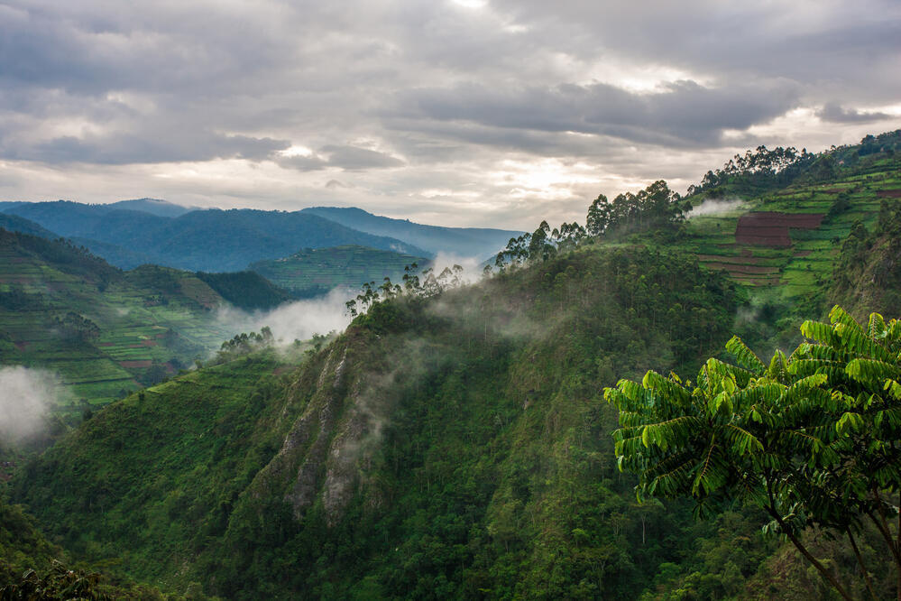 Bwindi Impenetrable Forest Nationalpark 