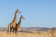 Giraffen Game Reserve