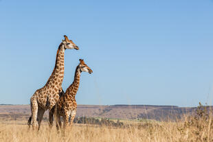 Giraffen Game Reserve