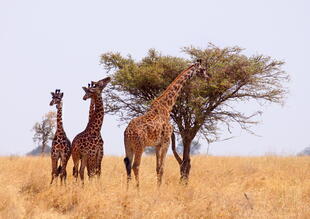 Giraffenzentrum in Nairobi