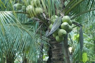 Kokosnüsse in Ben-Tre
