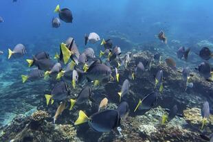 Korallenriff im Coiba Nationalpark