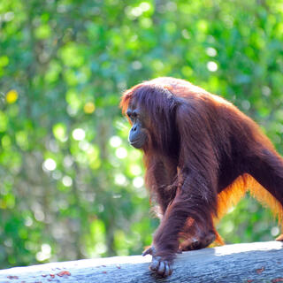 Orang Utan auf Baumstamm 