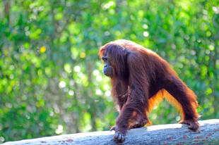 Orang Utan auf Baumstamm 