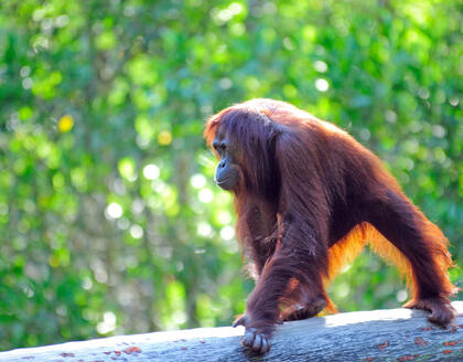 Orang Utan auf Baumstamm 