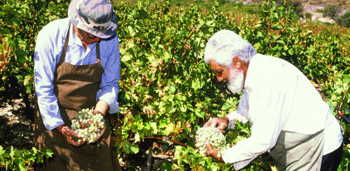 Weinlese in den Weinbergen Zyperns