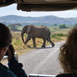 Elefant bei einer Safari in Hluhluwe