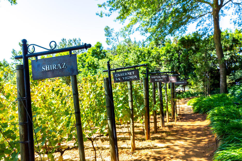 Weinsorten in Franschoek