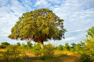 Alter Baum im Yala Nationalpark