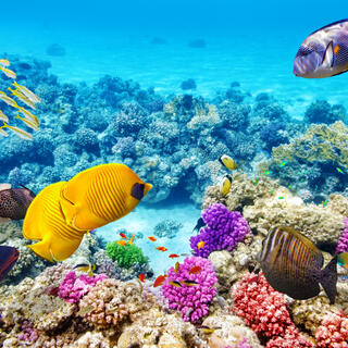 Great Barrier Reef 
