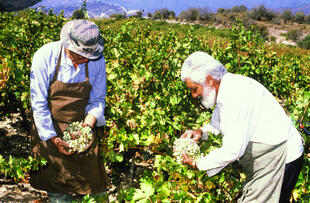 Weinlese in den Weinbergen Zyperns