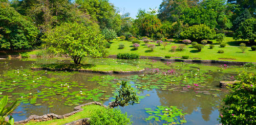 Botanischer Garten Peradeniya