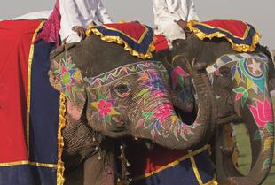 Festlich geschmückte Elefanten