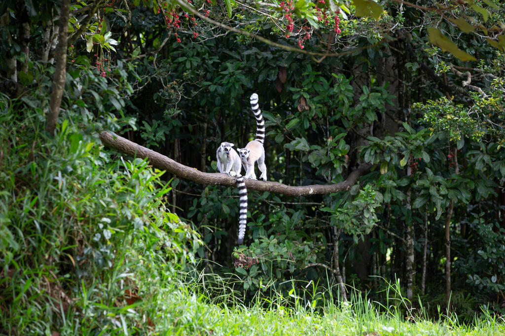 Lemur im Regenwald