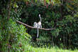 Lemur im Regenwald