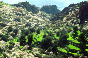 Obstgaerten im Atlasgebirge