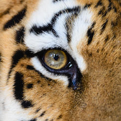 Bengalischer Tiger im Ranthambore Nationalpark