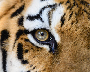 Bengalischer Tiger im Ranthambore Nationalpark