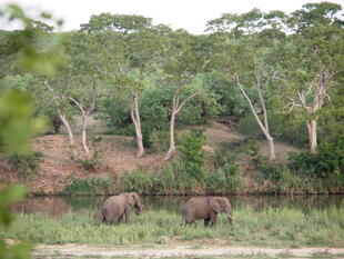 Elefanten im Tuli Reservat in Botswana