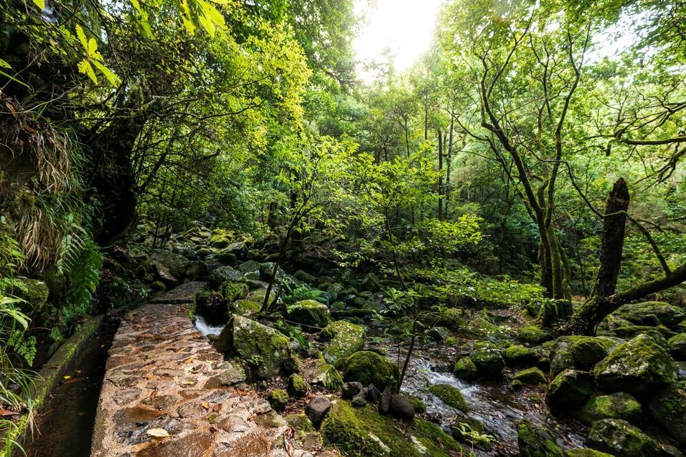 Levada dos Cedros