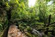 Levada dos Cedros