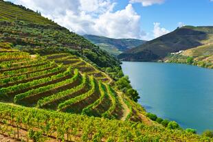 Weingut im Douro-Tal