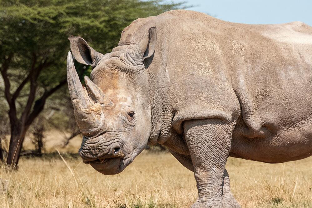 Breitmaulnashorn