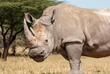 Breitmaulnashorn