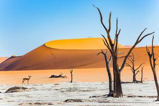 Deadvlei in der Namib-Naukluft-Wüste