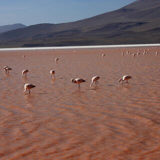 Flamingos in der Laguna Colorada