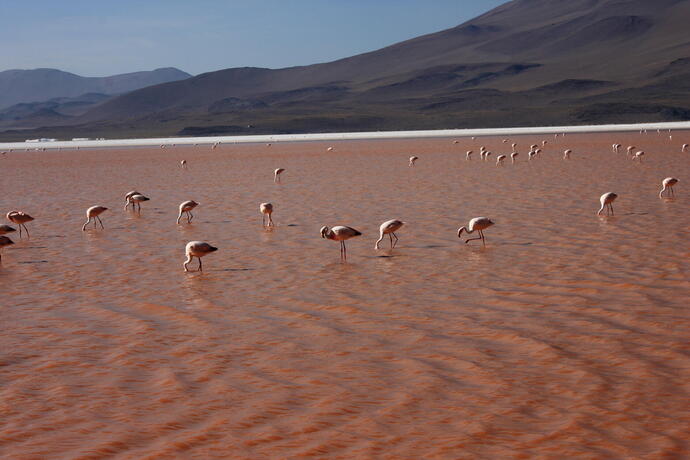 Flamingos in der Laguna Colorada