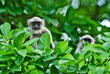 Gray Langur im Bandhavgarh Nationalpark