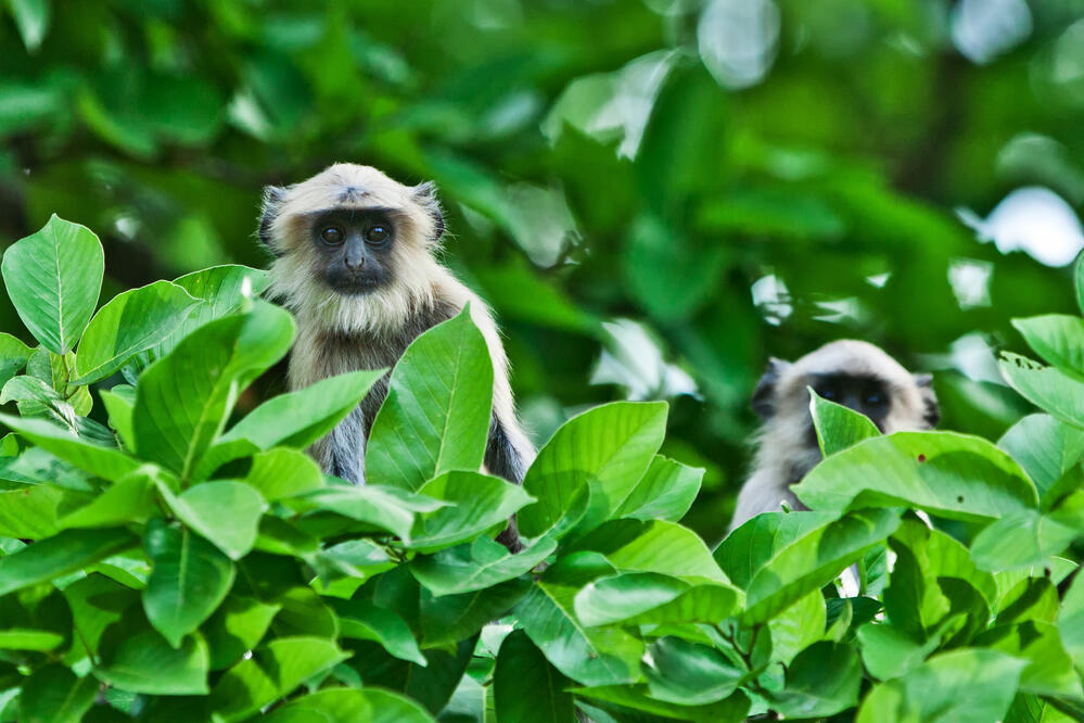 Gray Langur im Bandhavgarh Nationalpark