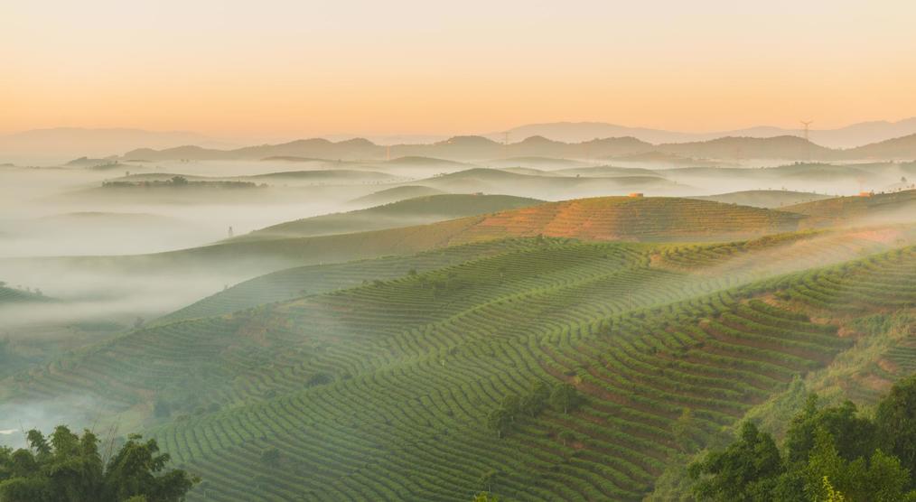 Teeplantagen in Yunnan, China