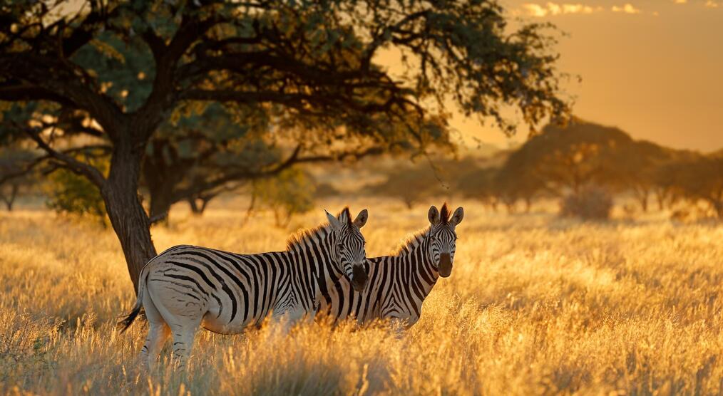 Zebras bei einer Südafrika Rundreise mit Safari