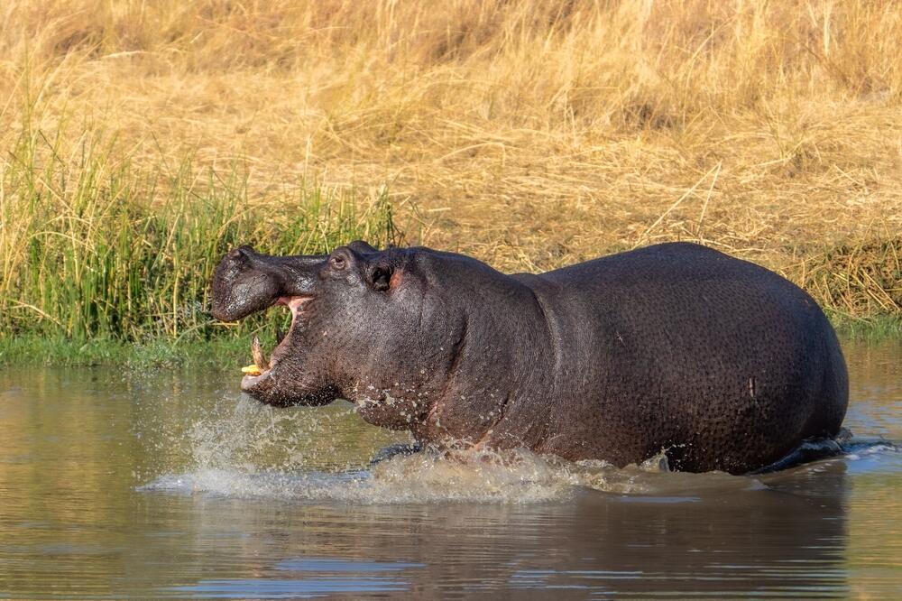 Flusspferd im Moremi-Wildreservat