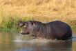 Flusspferd im Moremi-Wildreservat