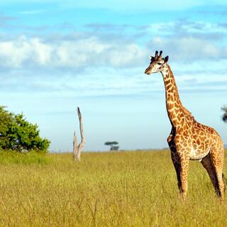 Giraffe im Serengeti Nationalpark