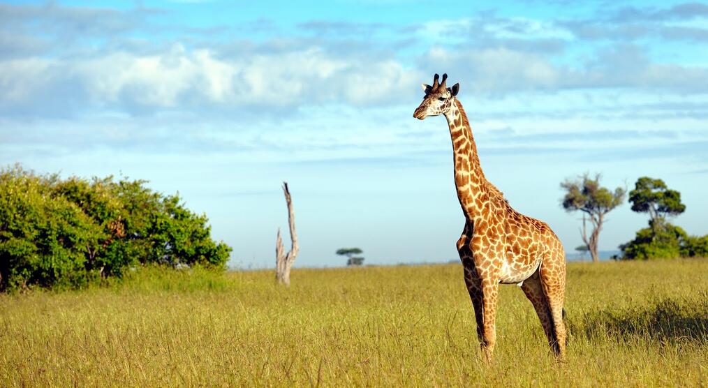 Giraffe im Serengeti Nationalpark