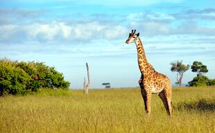 Giraffe im Serengeti Nationalpark