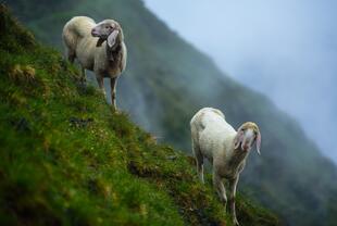 Schafe in den Stubaier Alpen