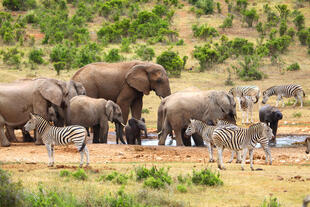 Tiere im Addo Elephant-Nationalpark