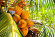 Kokosnuss Plantage